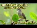 Download Lagu SUARA PIKAT BURUNG CIBLEK RIBUT ‼️PALING AMPUH DI JAMIN BURUNG LANSUNG NYAUT