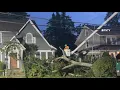 Massive tree falls down during New Jersey rain storm