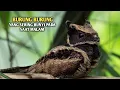 Download Lagu 3 Jenis burung cabak dengan suara paling misterius di keheningan malam