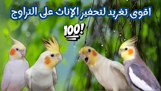 تغريد كوكتيل لتحفيز الإناث على التزاوج   اقوى تغريد الكروان الهائج   تغريد كروان دندنها