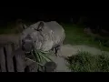 Night Safari Singapore 4K | The World's First Night Zoo – Detailed Observation Walk