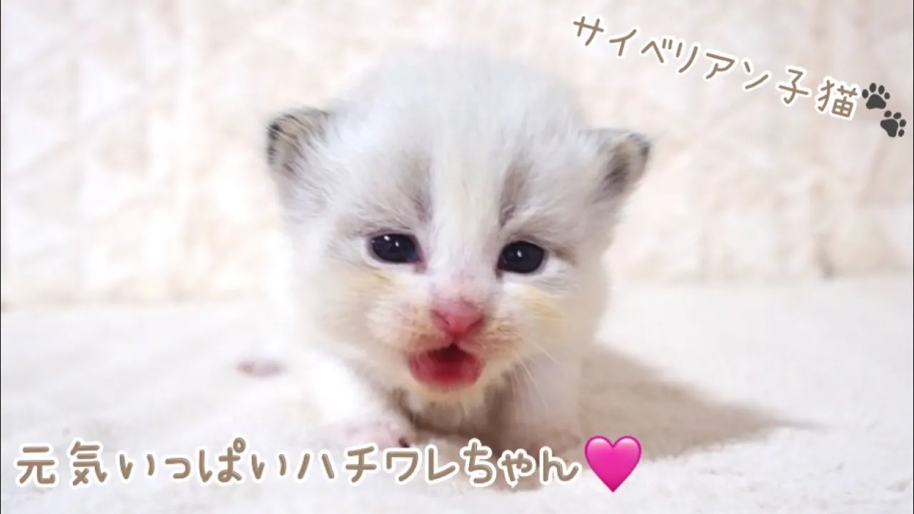 大阪府のサイベリアン｜女の子・2026/06/23生まれ・可愛いハチワレ