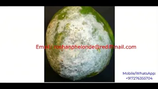Papaya Fruit Disease Detection Using Image Processing Papaya Fruit Disease Classification Python