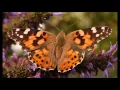 Download Lagu 15 Common Butterflies of North America