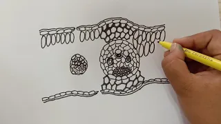 HOW TO DRAW INTERNAL STRUCTURE OF MONOCOT LEAF BOTANY DRAWINGS BIOLOGY