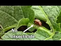 Potato Beetle Control In Your Garden Using No Insecticide Or Poison