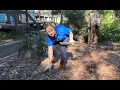 How to create a lizard lounge in your backyard
