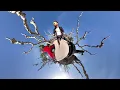 Cesare Cremonini - Buon Viaggio (Share The Love)