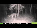 Mature buck works a licking branch and scrape