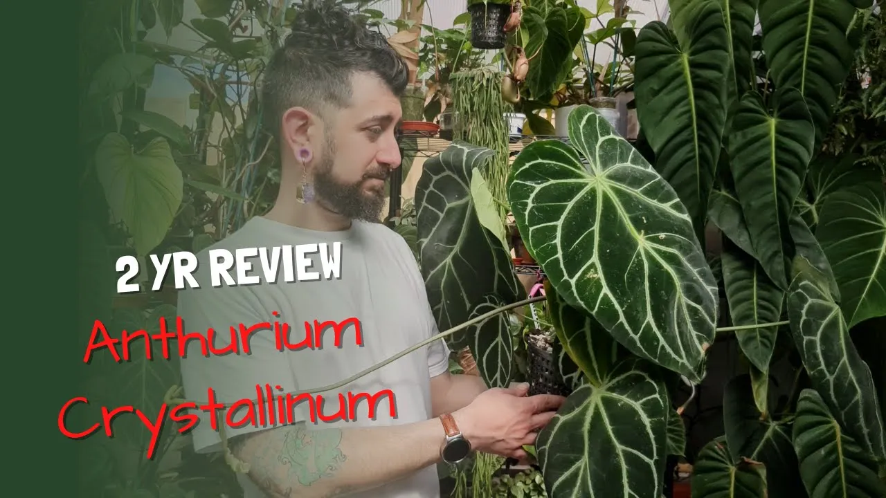 Anthurium Crystallinum Review | 2 Years Later | Is this plant worth the hype?