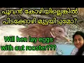 Will hen lay eggs without rooster hatch eggs without rooster