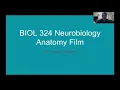 Download Lagu Amygdala Anatomy Film