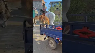 الحاج كابو جاب حمار هديه لولاده 