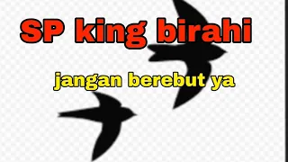 sp king birahi boleh download jangan berebut