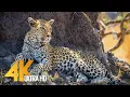Download Lagu 4K Wildlife in Africa - Leopards \u0026 Cheetahs - Big Cats of Africa 3,5 HOUR Video