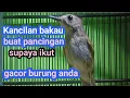 Download Lagu Burung Kancilan Bakau Buat Pemikat Burung lain supaya ikut gacor