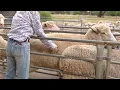 Day in the Life of a Field Technician Farm Hand Working in Agriculture in Wagga Wagga