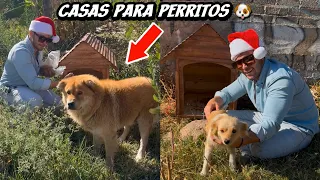 LE PUSE CASAS A PERRITOS DE LA CALLE! 🐶❤️🥹