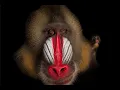 THIS MONKEY IS A CARNIVORE