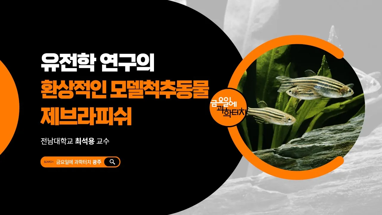 2025 금요일에 과학터치(광주)_1회차 본강연_유전학 연구의 환상적인 모델척추동물 제브라피쉬_전남대학교 최석용 교수