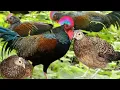 Download Lagu Master Suara Ayam Hutan Pikat Betina