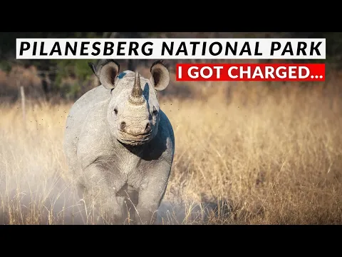 Download MP3 Pilanesberg National Park | One Day Solo Safari