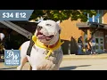 Town of Brookfield S34 Ep 12