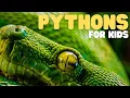 Pythons for Kids Learn all about these giant serpents
