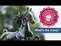 A Beginner s Guide to the Breyer Collector Club Breyer Model Horses