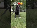 Download Lagu #gigi❤️🥰#gigiunaperritafifi #funnydog #chihuahuapuppy #pets #loveyourpets #nowandthen