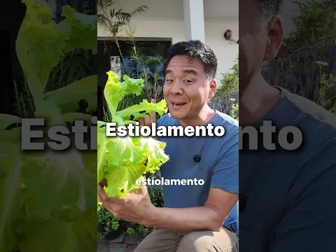 Alface estiolado