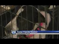 Foster parents needed for Animal Humane pets
