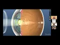 Download Lagu Anatomy of the Eye | TeleShadowing
