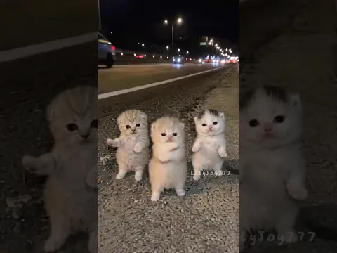 baby kitten: let's dance! 😂 🐾
