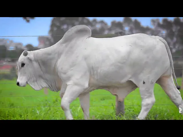 Touro Nelore ACNN - 676