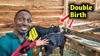 Our First 2 Calves on the Farm — We Got Lucky (Here's Why)