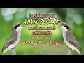 Download Lagu MASTERAN MEWAH TAPI JARANG KICAU MANIA TAU🤫JINJING PETULAK TEMBAKAN RAPAT \u0026JERNIH