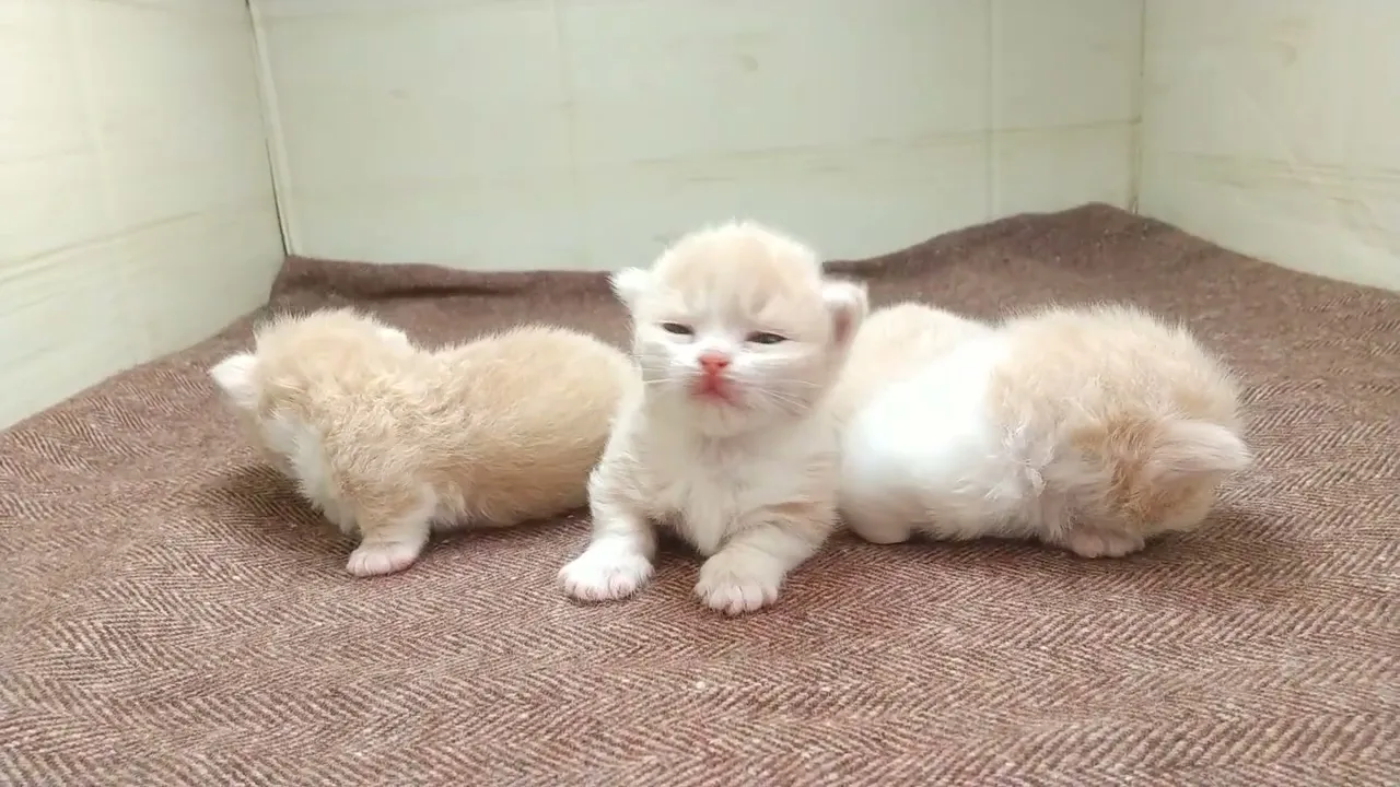 動画