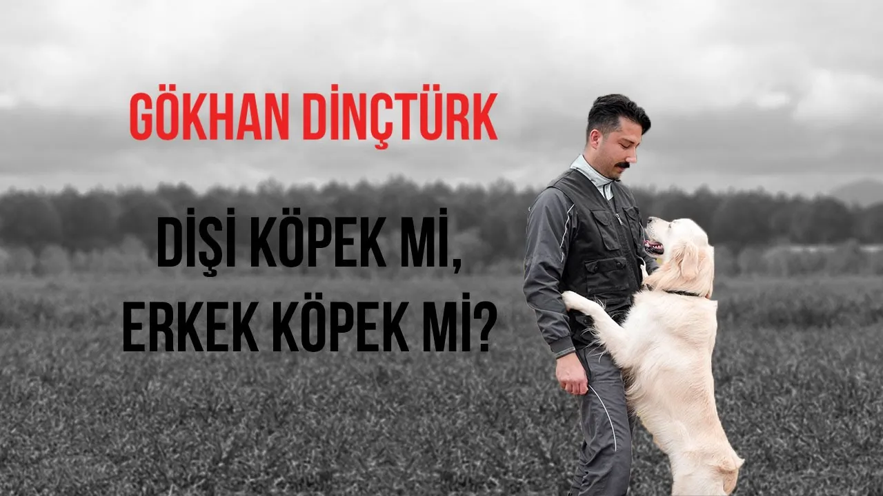 Dişi Köpek Mi ? Erkek Köpek Mi ? Maltese Terrier Yavru Köpek