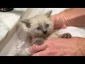 15 Rescued Kittens Get Their first Bath