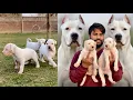 High Quality Dogo Argentino Puppies For Sale Champion Bloodline Powerful Healthy Pups