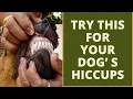 Try this when your dog get hiccups