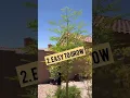 Download Lagu 5 alasan mengapa Anda harus menanam Moringa 🌿 di rumah