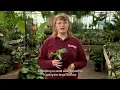 Is It Time to Repot? Here's How to Tell 🌱🌿 | Julia's Plant Tips