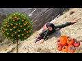 Esmat picking persimmons in the Zagros Mountains 🍊🏔️