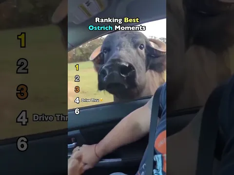 Ranking Best Ostrich Moments