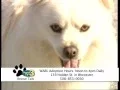 Rescue Tails - Indiana the Dog