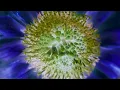 Chad Lawson - the color of the sky (sleep rework)