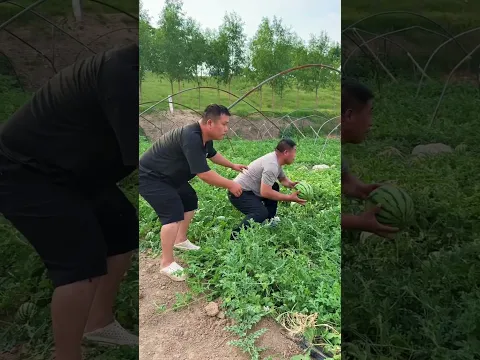 Chandu and Raju Stealing Vegetables from Neighbour's Farm