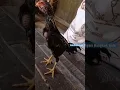 Download Lagu anak ayam Bangkok, super ,masih kecil udah berkokok,😀#shorts #ternakayam #ternakayambangkok #viral